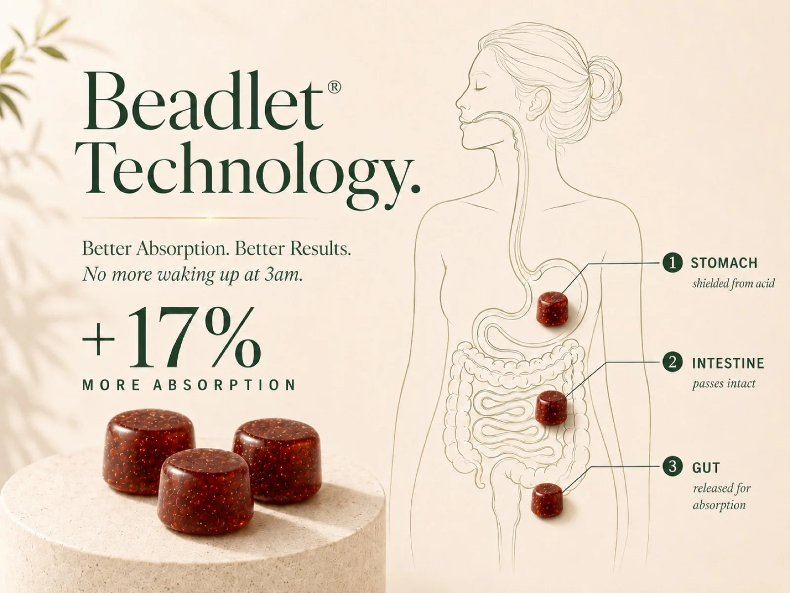 Beadlet technology diagram: how the liposomal beadlet survives the stomach, passes intact through the intestine, and releases in the gut for absorption, with plus 17 percent more absorption callout