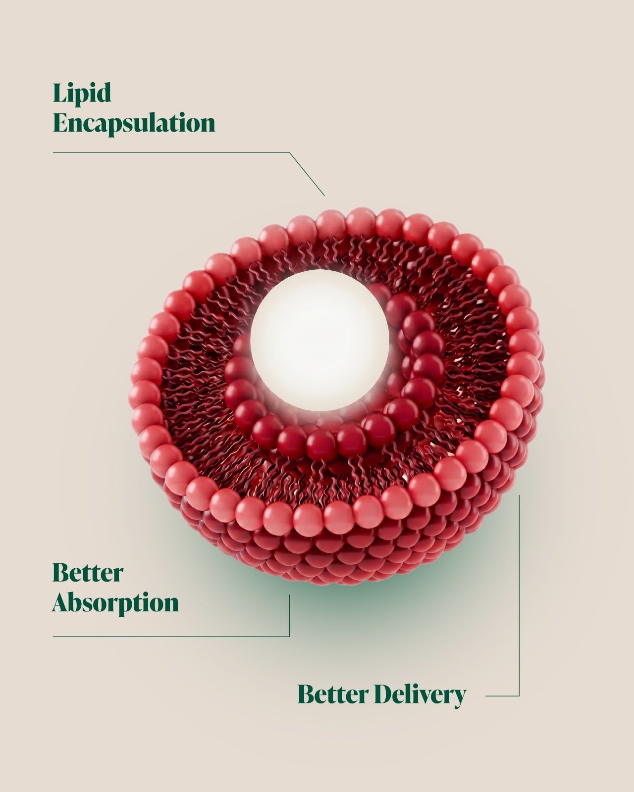 Cutaway of the liposomal beadlet: magnesium glycinate sealed inside a rose-colored lipid bilayer shell. Labels: Lipid Encapsulation, Better Absorption, Better Delivery.