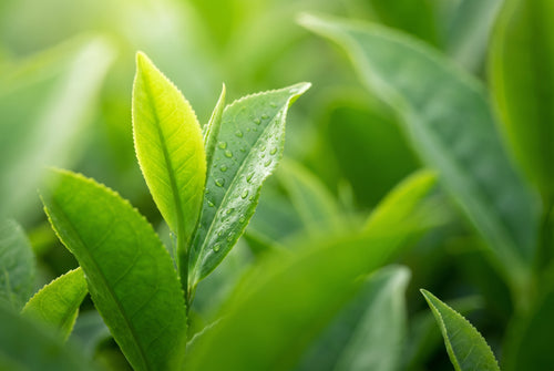L-Theanine ingredient